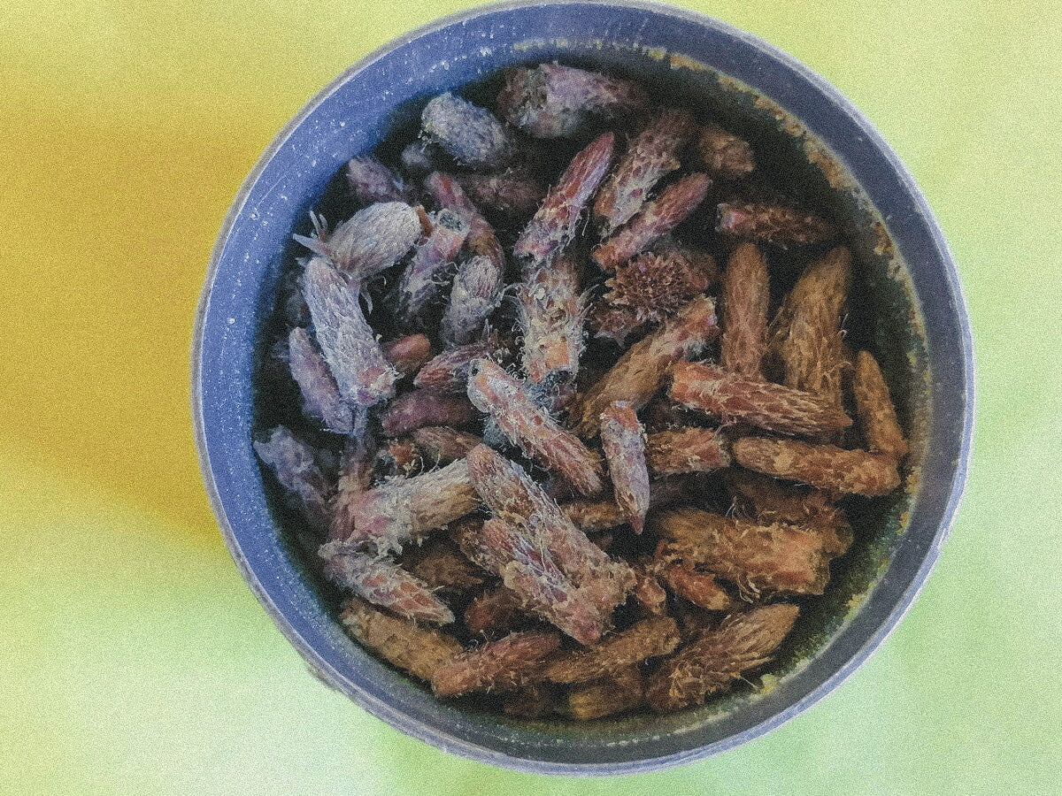 Pušų pumpurų arbata